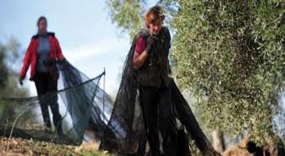 İspanya Senatosu Geleneksel Zeytinliklere Daha Fazla Destek Verilmesini Destekliyor